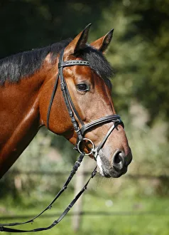 Holsteiner horse, bay gelding, portrait with bridle, Konstanz, Konstanz Holsteiner horse, bay gelding, portrait with bridle, Konstanz, Konstanz