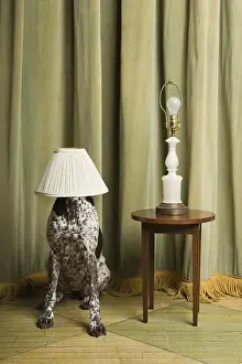 at home, bizarre, covering, curtain, domestic dog, german shorthaired pointer, head