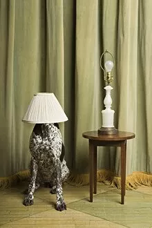 Bizarre Collection: at home, bizarre, covering, curtain, domestic dog, german shorthaired pointer, head