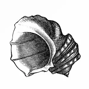 Mollusk Collection: Hone shell (lima squamosa)