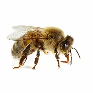Animal Wildlife Gallery: Honey bee