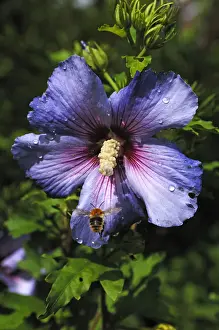 Bees Prints: Honey bee (Apis) approaching a hibiscus flower (Hibiscus syriacus), with water drops