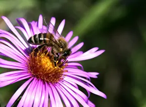 Magenta Prints: Honey Bee -Apis mellifera- on an Alpine aster -Aster alpinus-