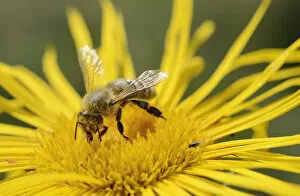 Images Dated 15th July 2012: Honey bee -Apis mellifera- collecting nectar on flower of Elecampane or Horse-heal -Inula helenium