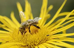 Honey bee -Apis mellifera- collecting nectar on flower of Elecampane or Horse-heal -Inula helenium-