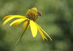 Coneflower Prints: Honey Bee -Apis mellifera- on the flower of a Shiny Coneflower -Rudbeckia nitida-