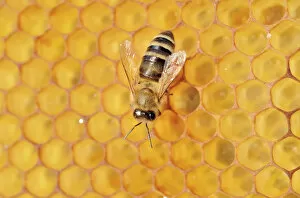 Images Dated 21st June 2014: Honey Bee -Apis mellifera- on honeycomb