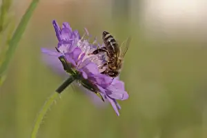 Apiformes Prints: Honey bee -Apis mellifera- on a Scabious flower -Knautia