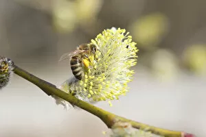 Honey bee -Apis mellifica- feeding on Goat Willow, Pussy Willow or Great Sallow -Salix caprea-, Allgaeu, Bavaria