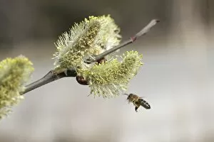 Honey bee -Apis mellifica- in flight at Goat Willow, Pussy Willow or Great Sallow -Salix caprea-, Allgaeu, Bavaria