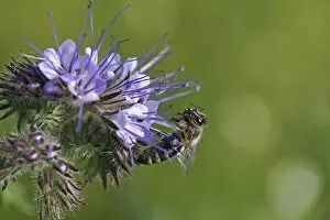 Honey bee -Apis sp.-, clinging onto the purple flower, Phacelia, Scorpionweed or Heliotrope -Phacelia sp