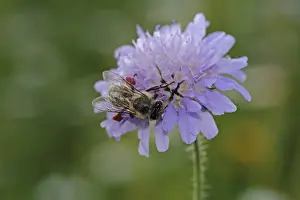 Apiformes Prints: Honey bee -Apis sp. -, on a Field Scabious -Knautia arvensis