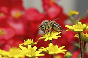 Honey bee -Apis sp.-, on a zinnia or miniature sunflower -Sanvitalia procumbens solaris-, Baden-Wuerttemberg, Germany