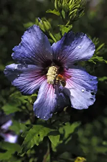 Stamen Prints: Honey bee (Apis) on the stamen of a hibiscus flower (Hibiscus syriacus), with water drops