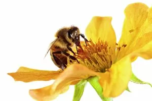 Yellow Gallery: Honey bee on a flower