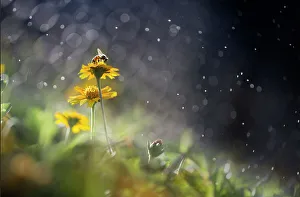 Images Dated 9th August 2016: One honey bee stop on yellow meadow flower bed. Dreamy effects