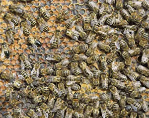 Images Dated 27th September 2014: Honey Bees -Apis mellifera- on honeycomb with capped cells holding honey, winter bees, Bavaria