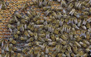 Honeycomb Prints: Honey Bees -Apis mellifera- on honeycomb with capped cells holding honey