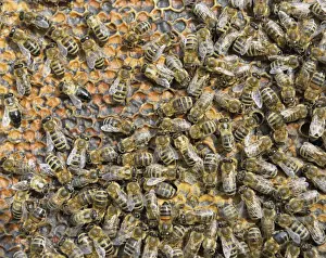 Honeycomb Prints: Honey Bees -Apis mellifera- on honeycomb with capped cells holding honey