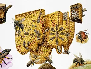 Industry Collection: Honey bees, (Apis mellifera) honeycomb and life cycle, expanded cross-section and insets