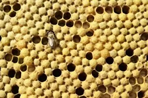 Images Dated 26th May 2012: Honey bees -Apis mellifera var carnica-, brood comb with capped drone brood