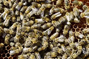 Honeycomb Prints: Honey bees -Apis mellifera var carnica-, on honeycomb