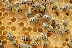 Images Dated 23rd June 2012: Honey bees -Apis mellifera-, worker bees caring for the brood, on brood cells, larvae
