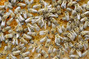 Worker Prints: Honey bees -Apis mellifera-, worker bees caring for the brood, larvae, circa 8 days