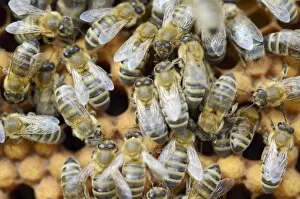 Honey bees -Apis mellifera-, worker bees on the drone brood cells