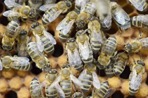 Worker Prints: Honey bees -Apis mellifera-, worker bees on the drone brood cells