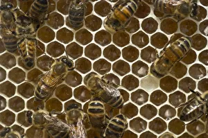 Images Dated 12th July 2013: Honey Bees -Apis sp.- on a honeycomb, Germany
