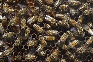 Images Dated 12th July 2013: Honey Bees -Apis sp.- on a honeycomb, Germany