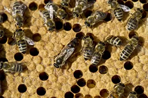 Images Dated 12th July 2013: Honey bees -Apis sp.- on a honeycomb, queen bee at centre, Germany