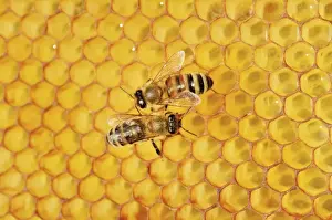 Honeycomb Prints: Two honey bees, left, Carnian -Apis mellifera var carnica