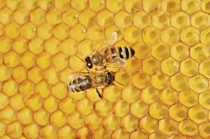Images Dated 21st June 2014: Two honey bees, left, Carnian -Apis mellifera var carnica-, right