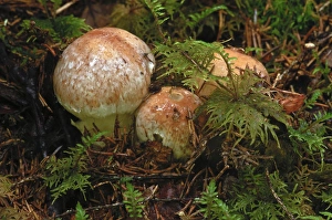 Honey fungus (Armillaria spp.) mushrooms with moss, Norway, Scandinavia, Europe Honey fungus (Armillaria spp.) mushrooms with moss, Norway, Scandinavia, Europe
