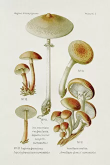 Images Dated 9th May 2017: Honey fungus mushroom 1891