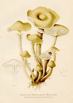 Images Dated 11th June 2018: Honey mushroom illustration 1891