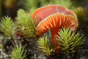 Honey Waxcap -Hygrocybe reidii-, Emsland, Lower Saxony, Germany