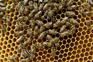 Honeybees -Apis mellifera var. carnica-, on brood comb with freshly laid eggs in honeycomb cells