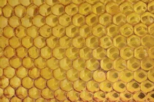 Images Dated 21st June 2014: Honeycomb with a coating of red propolis