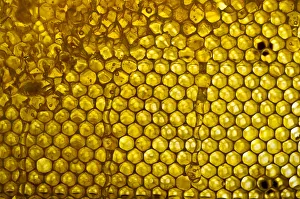 Images Dated 12th July 2013: Honeycomb and honey, Germany