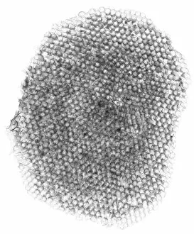 Honeycomb, X-ray