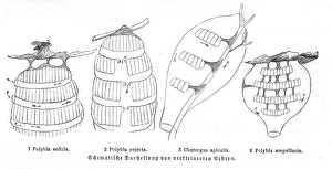 Engravings Gallery: Honeycombs engraving 1884