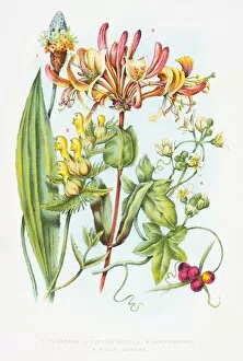 Images Dated 9th June 2015: Honeysuckle flowers engraving 1898