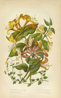 The Flowering Plants and Ferns of Great Britain Collection: Honeysuckle, Honeysuckle Vine, Lonicera, Victorian Botanical Illustration