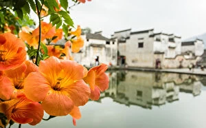 Hongcun Ancient Village with Chinese trumpet creeper, Huangshan, Anhui, China