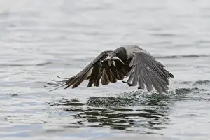 Hooded Crow -Corvus corone cornix- captures a fish from a lake, Mecklenburg-Western Pomerania, Germany