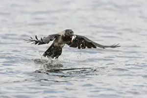 Hooded Crow -Corvus corone cornix- captures a fish from a lake, Mecklenburg-Western Pomerania, Germany