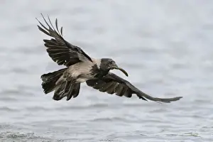Corvid Prints: Hooded Crow -Corvus corone cornix- flying with a caught fish in the beak
